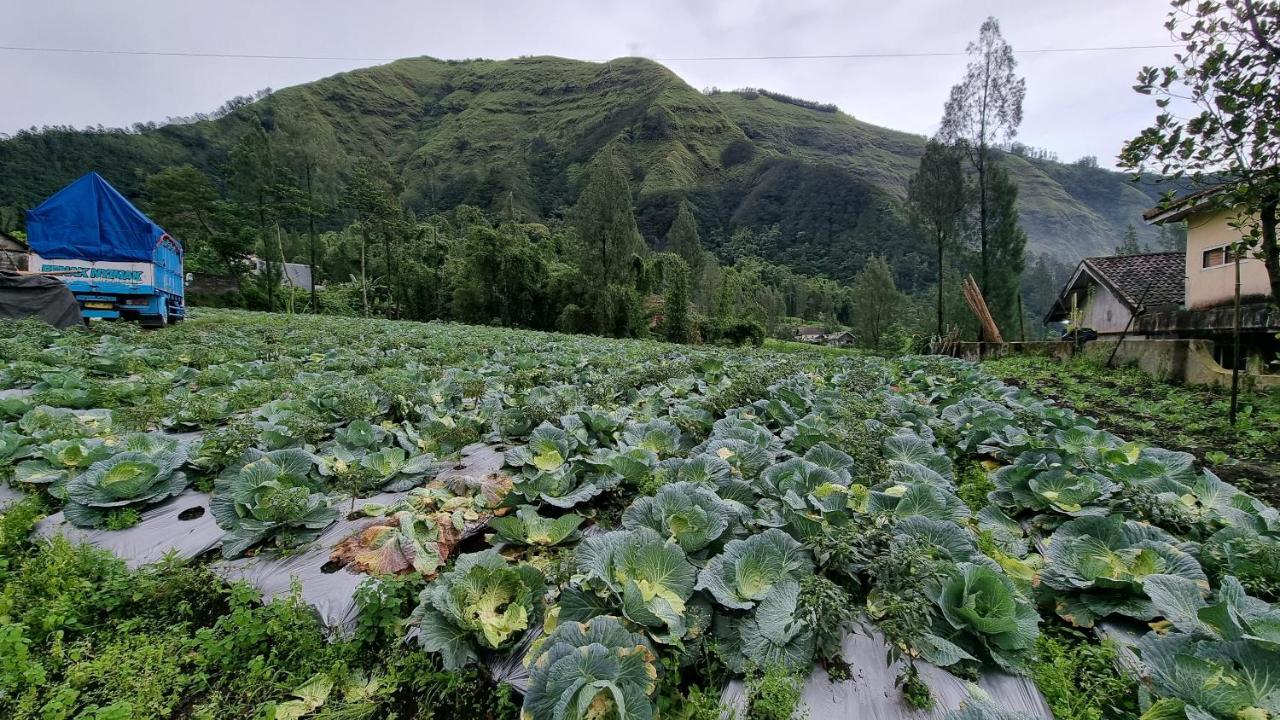 Ngadisari Arum Bromo Villas מראה חיצוני תמונה